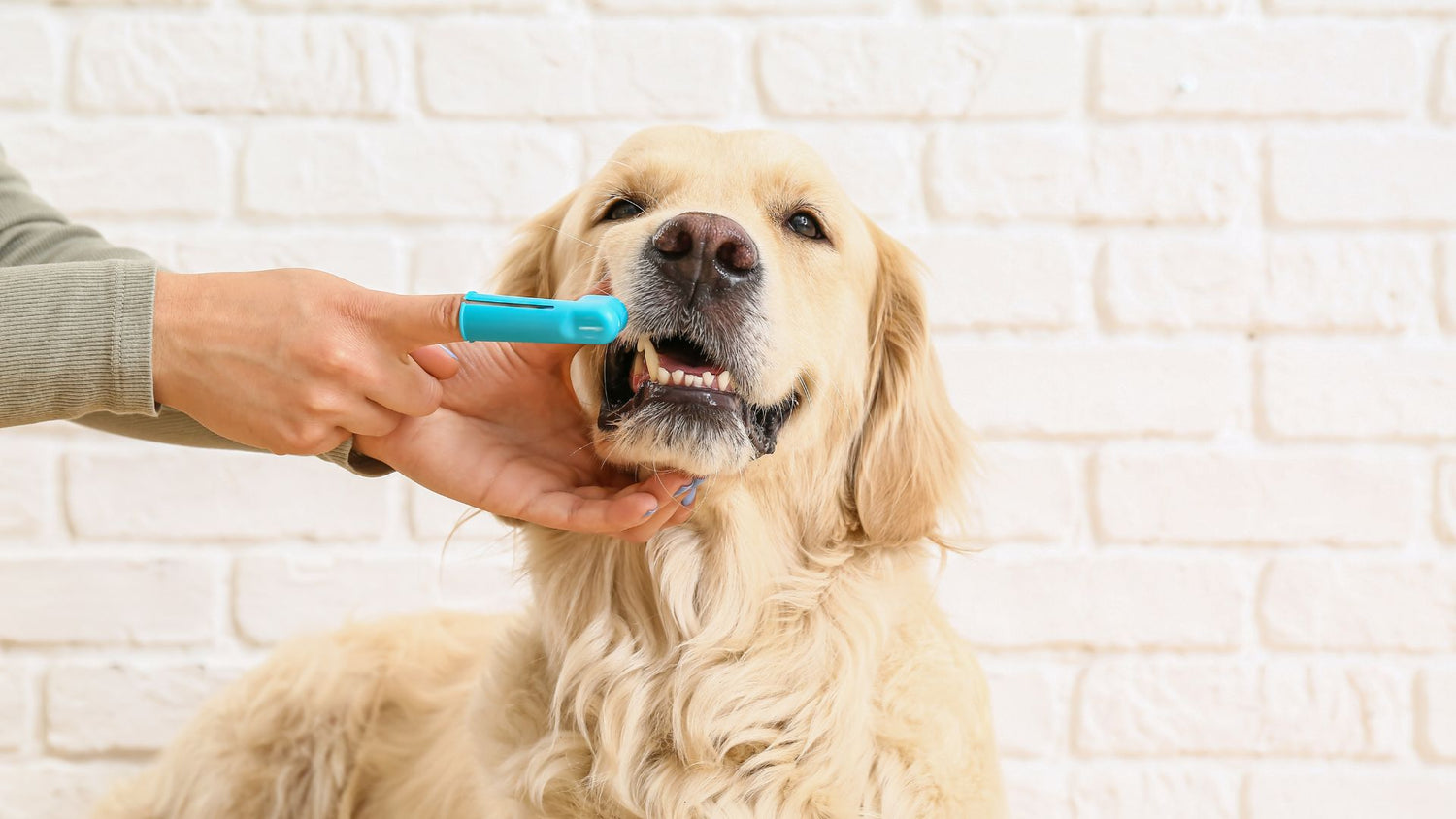 Dog Dental Health Awareness Month