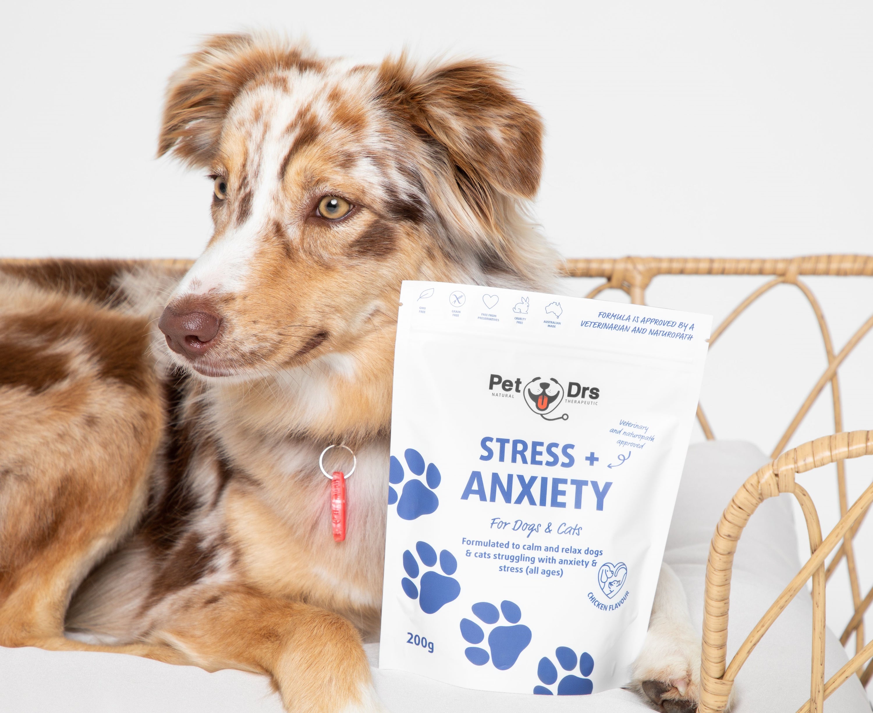 Dog Stress & Anxiety: What Dog Owners Need To Know!