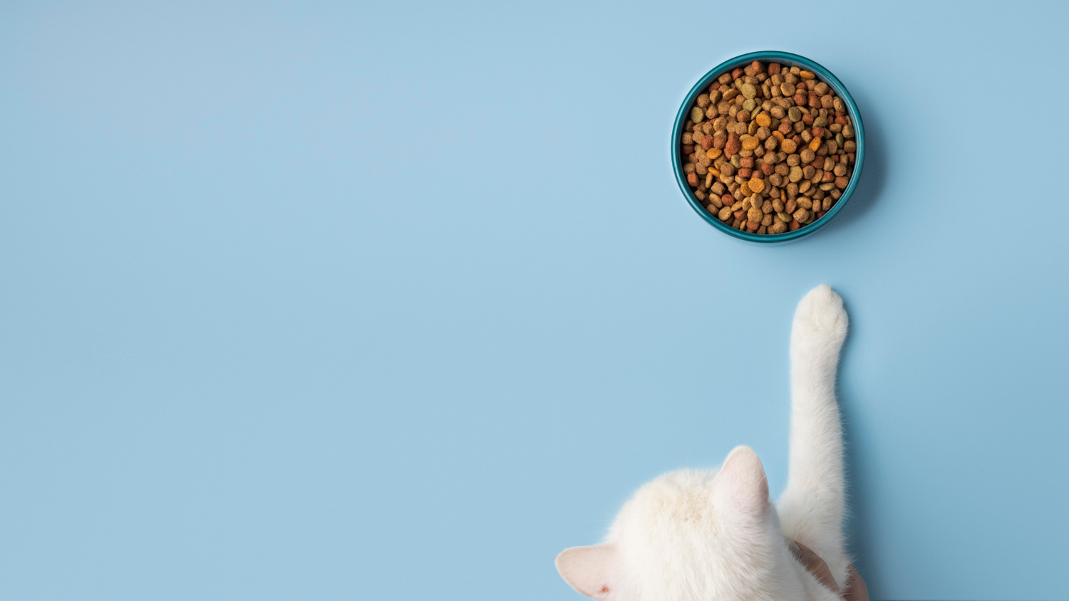 The Purrfect Guide: Good Ingredients to Look Out for in Cat Kibble