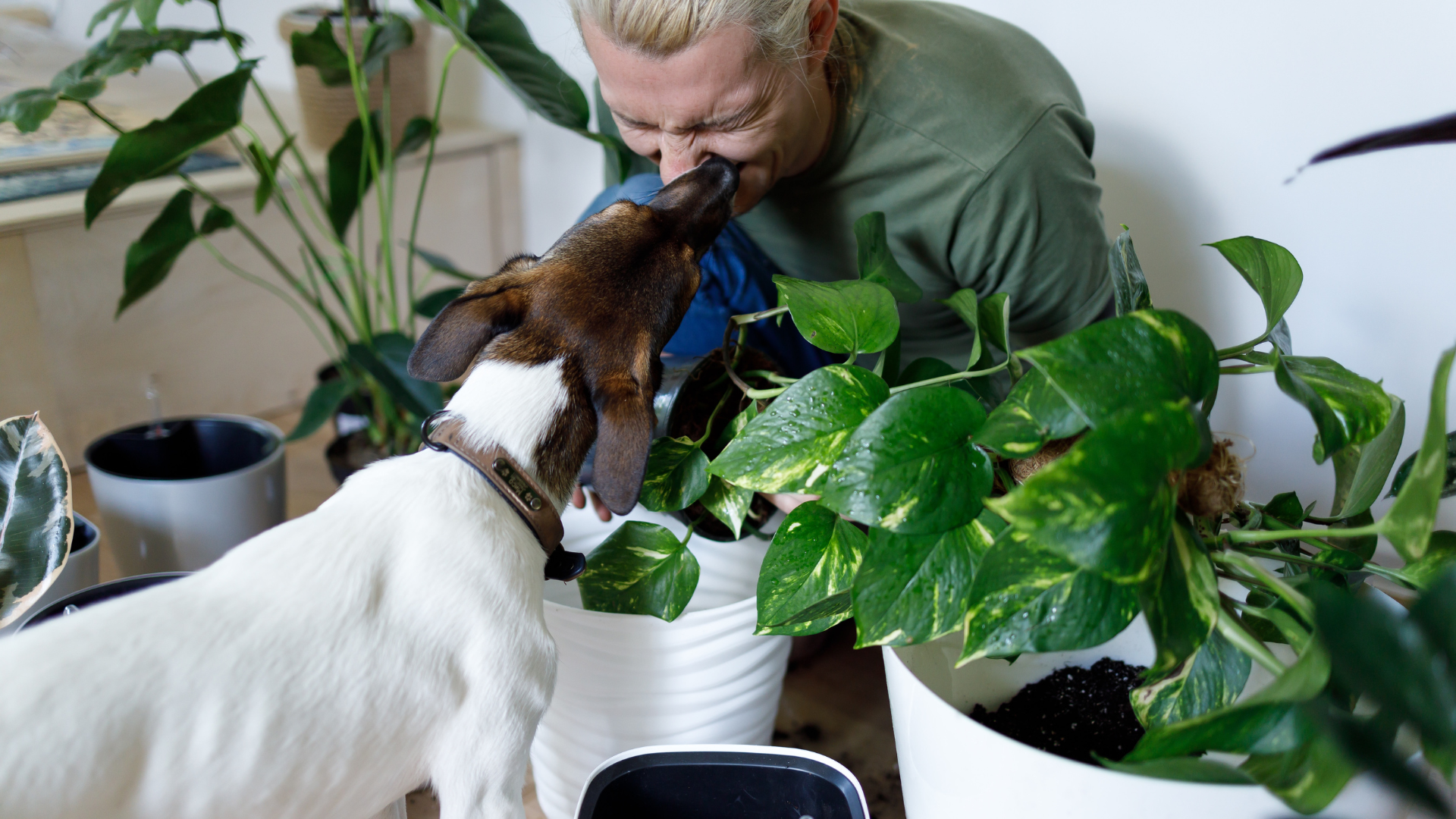 Common House Plants Toxic to Dogs!