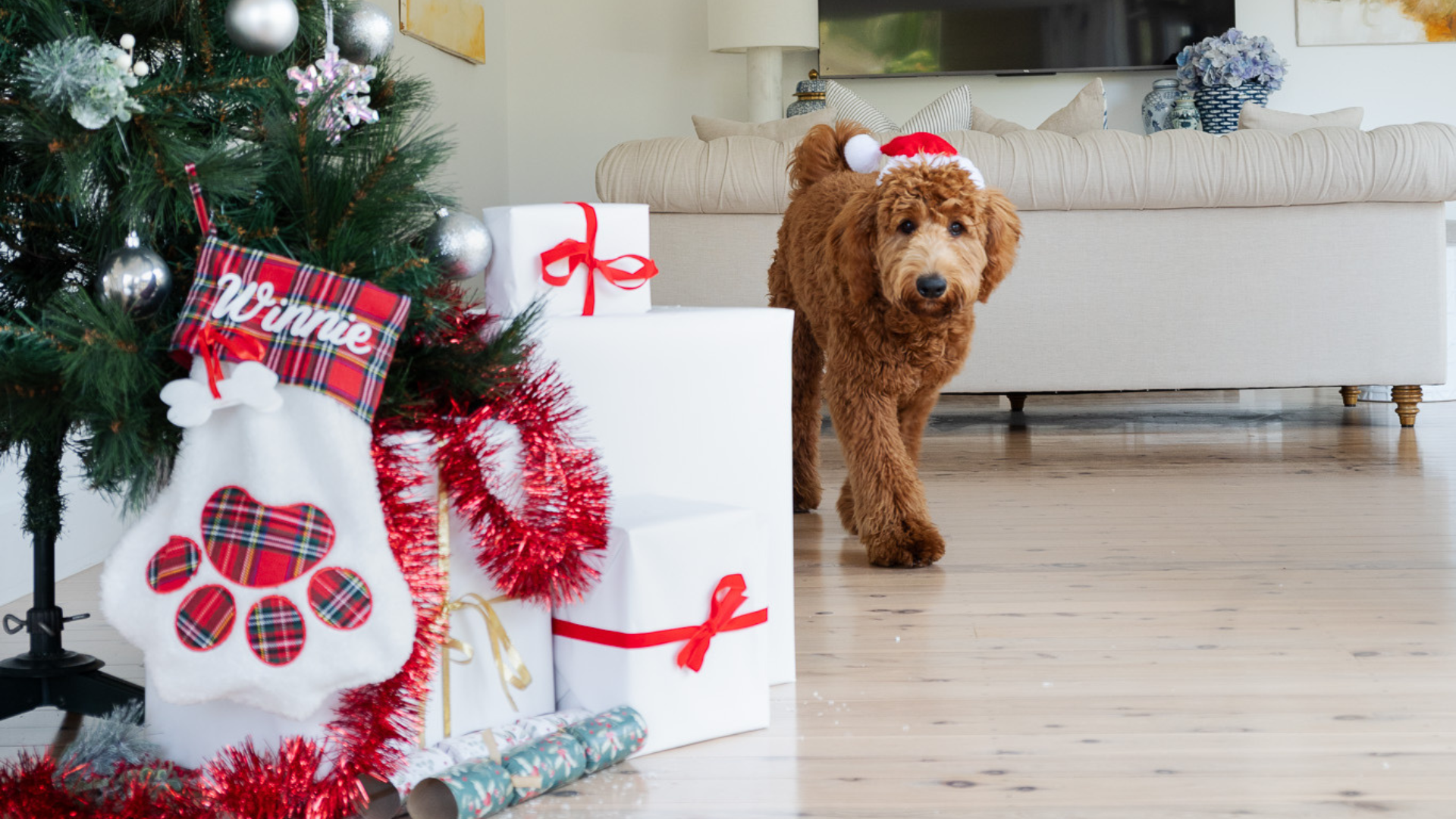 Top Tips for Dog Owners This Christmas