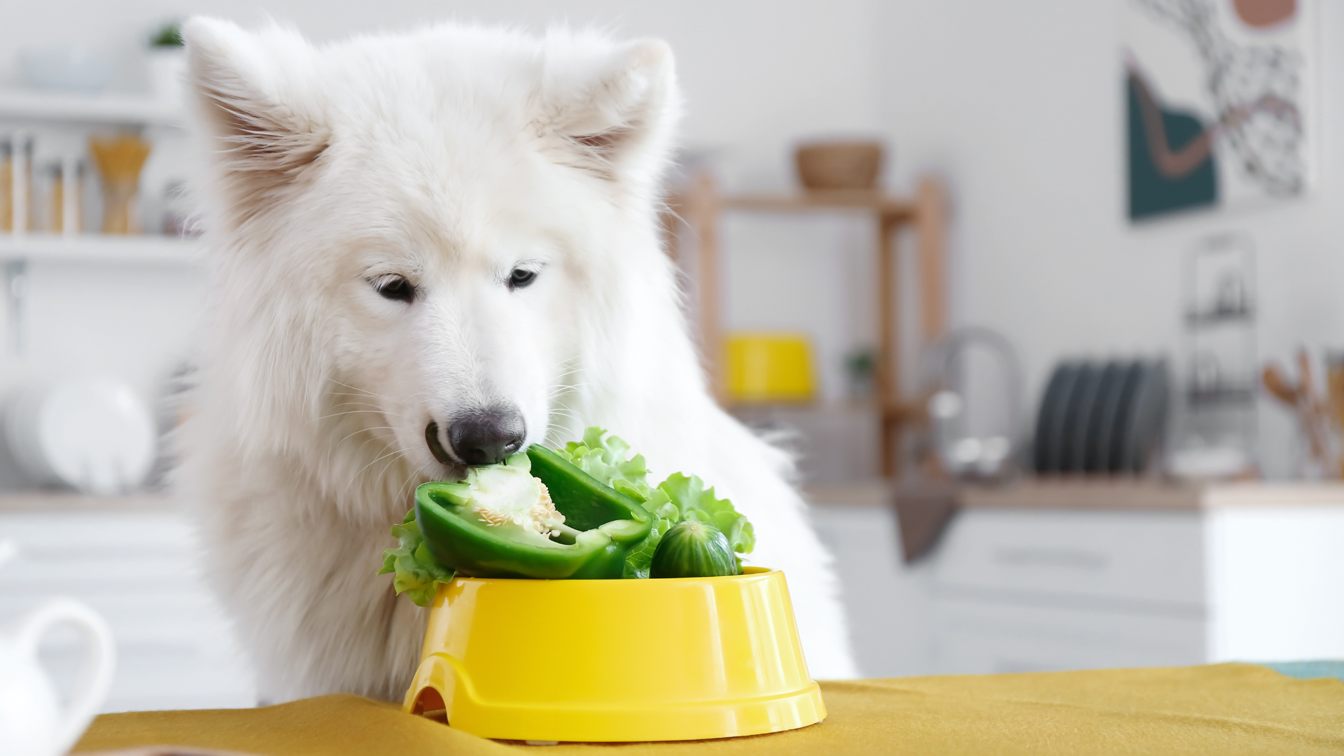 Safe Fruit and Vegetables to Feed Your Dog