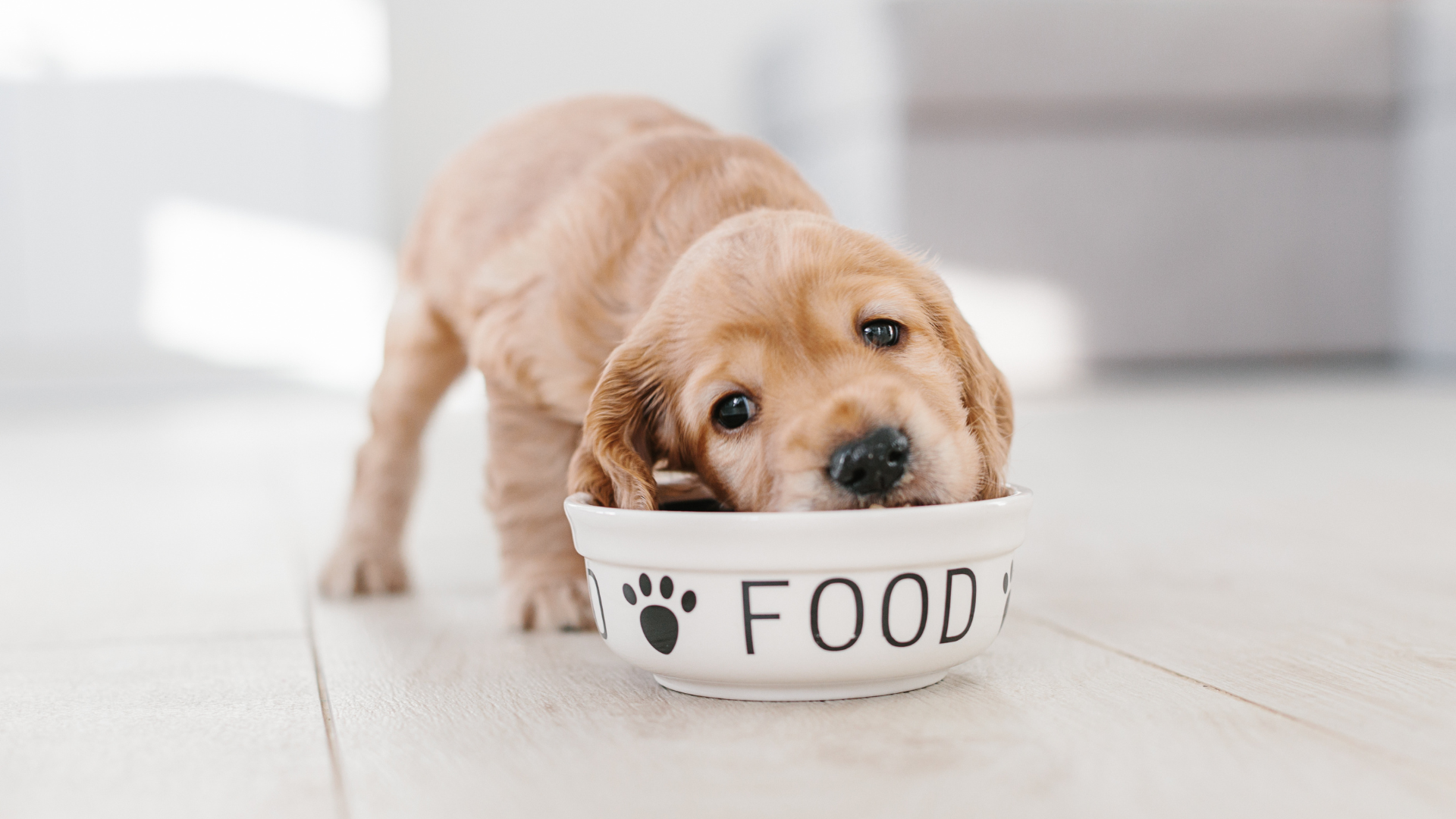 The Importance of Rotating Your Dog's Diet for Optimal Health and Nutrition