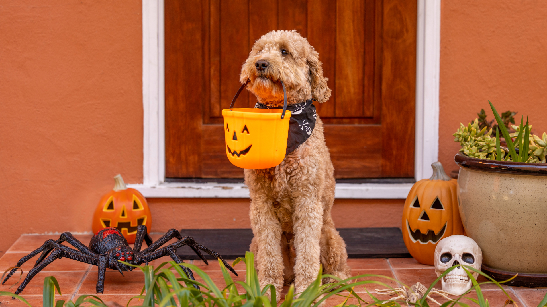 How to Have a Safe and Spooktacular Halloween