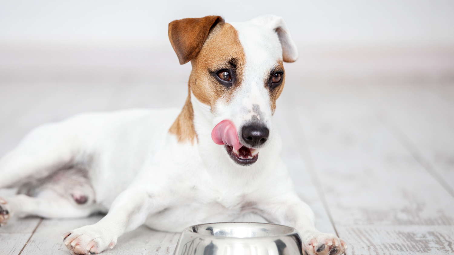 Nourishing Your Dog's Gut During Digestive Upset