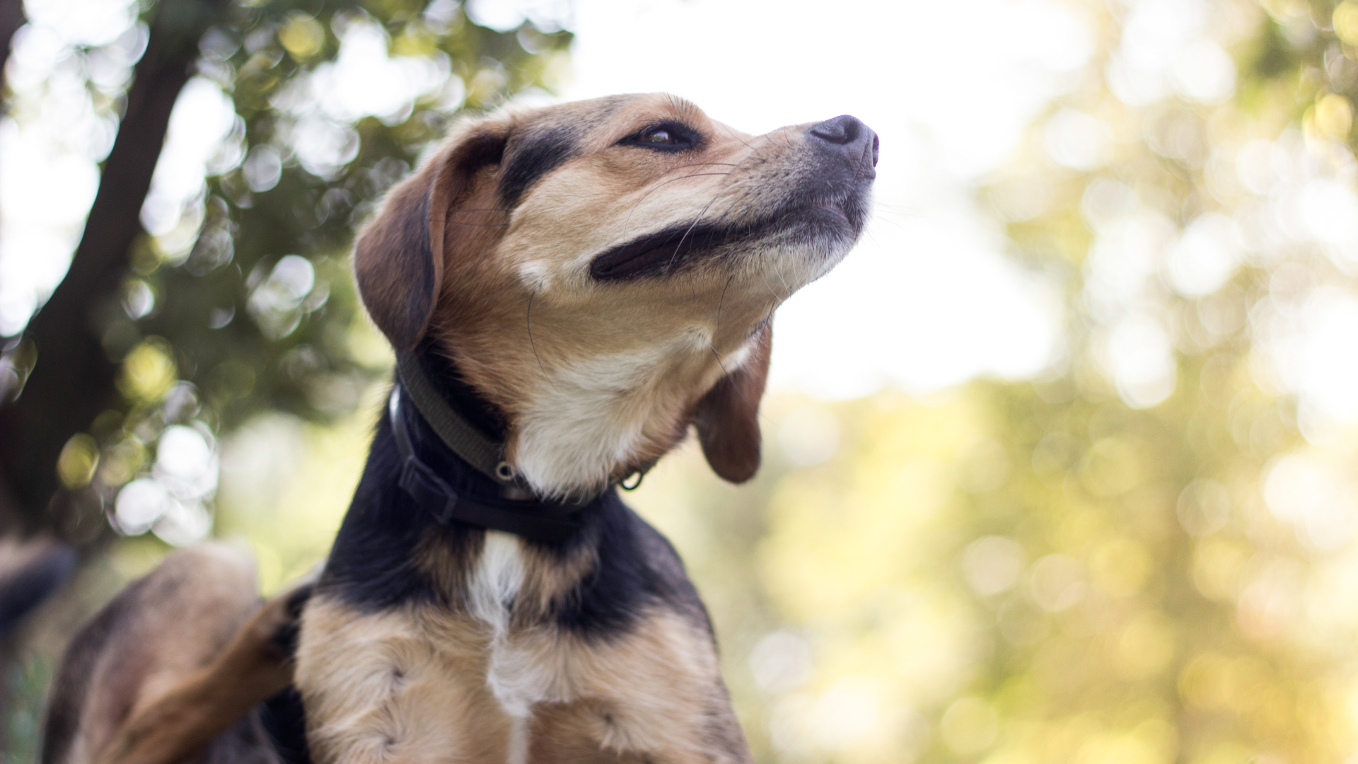 5 Signs Your Dog Has Allergies