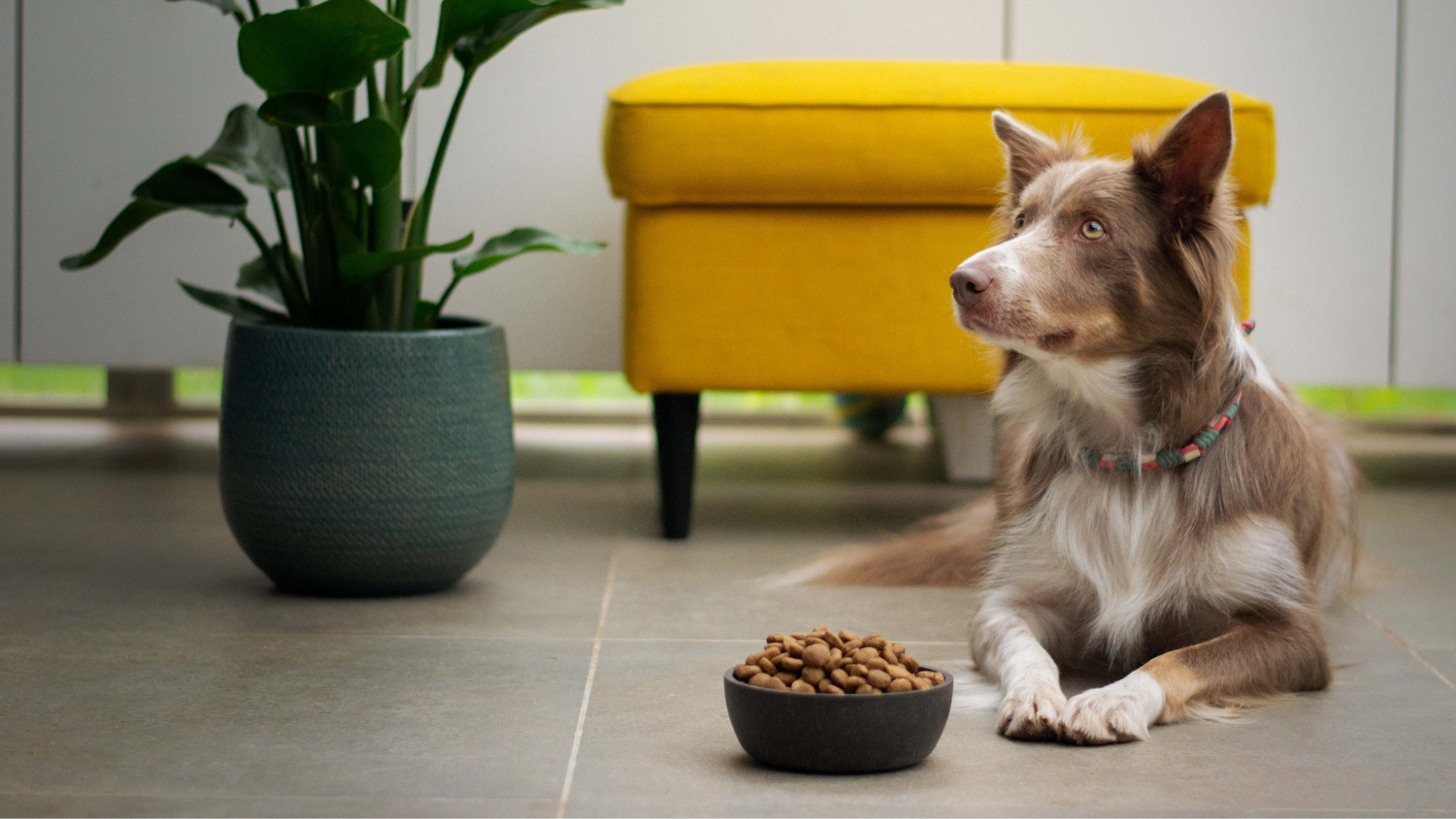What are you feeding your dog? Ingredients to look for in your dog's kibble. 