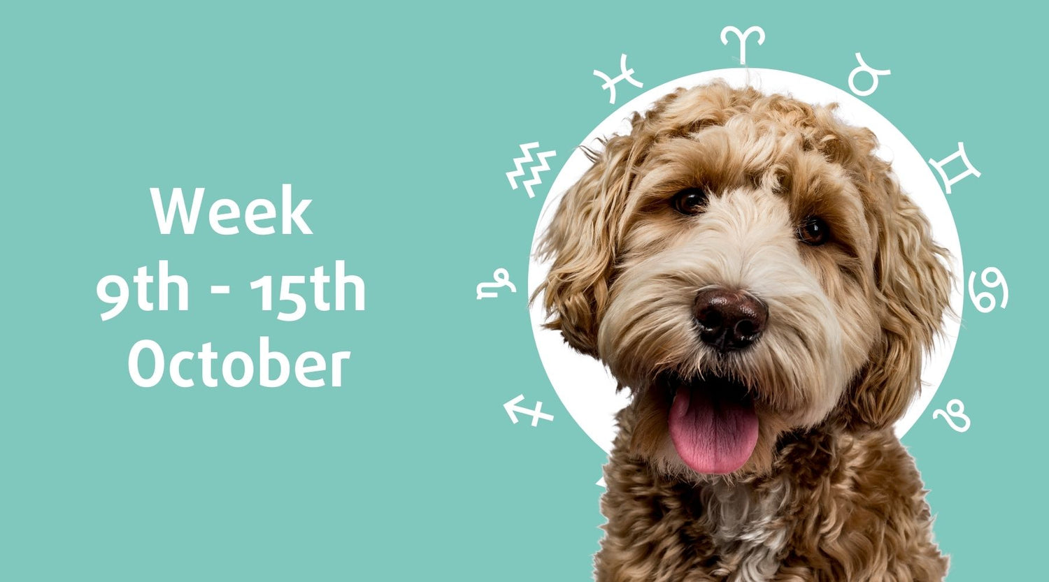 Weekly Dog Horoscope (9th - 15th October)