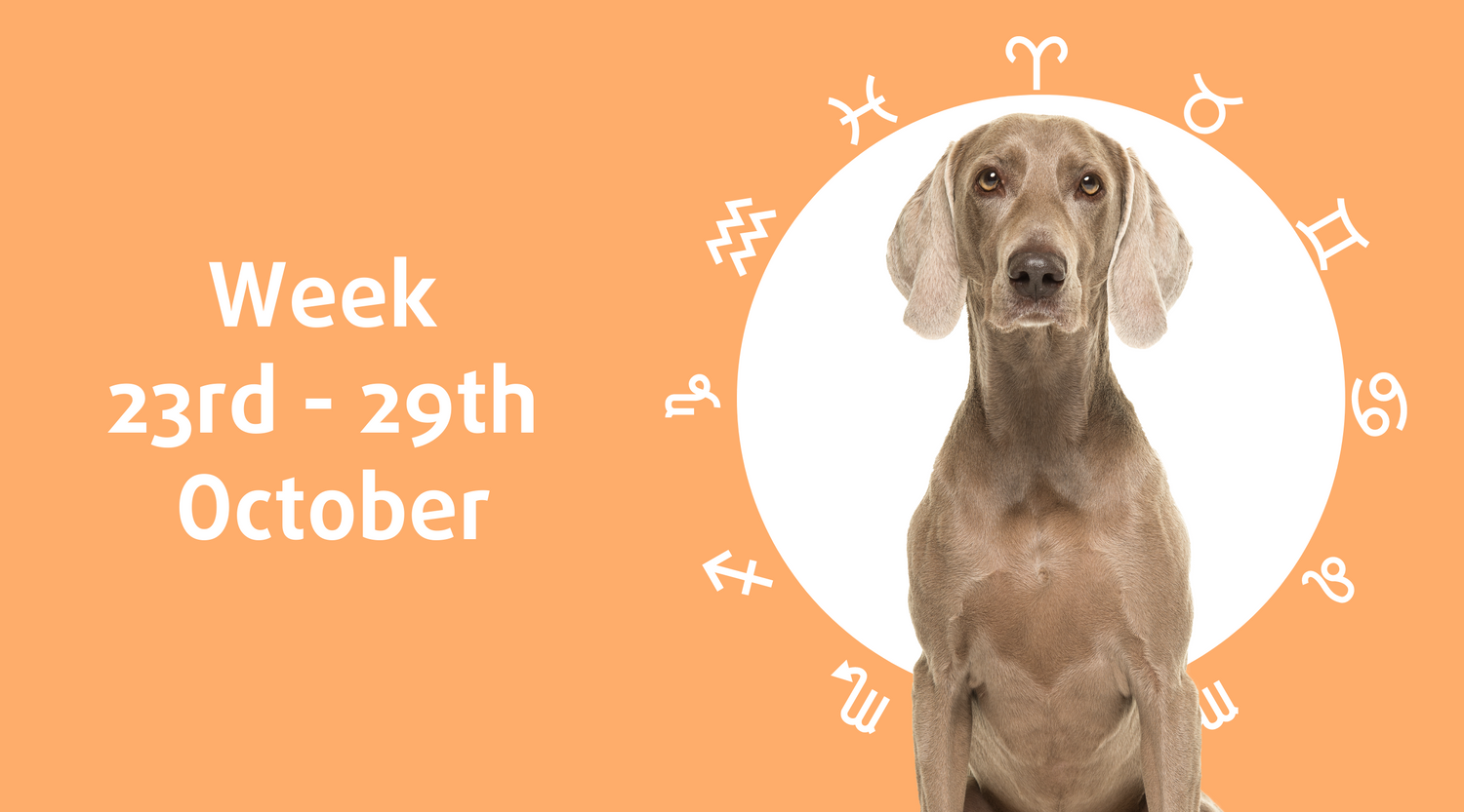 Weekly Dog Horoscope (23rd - 29th October)  