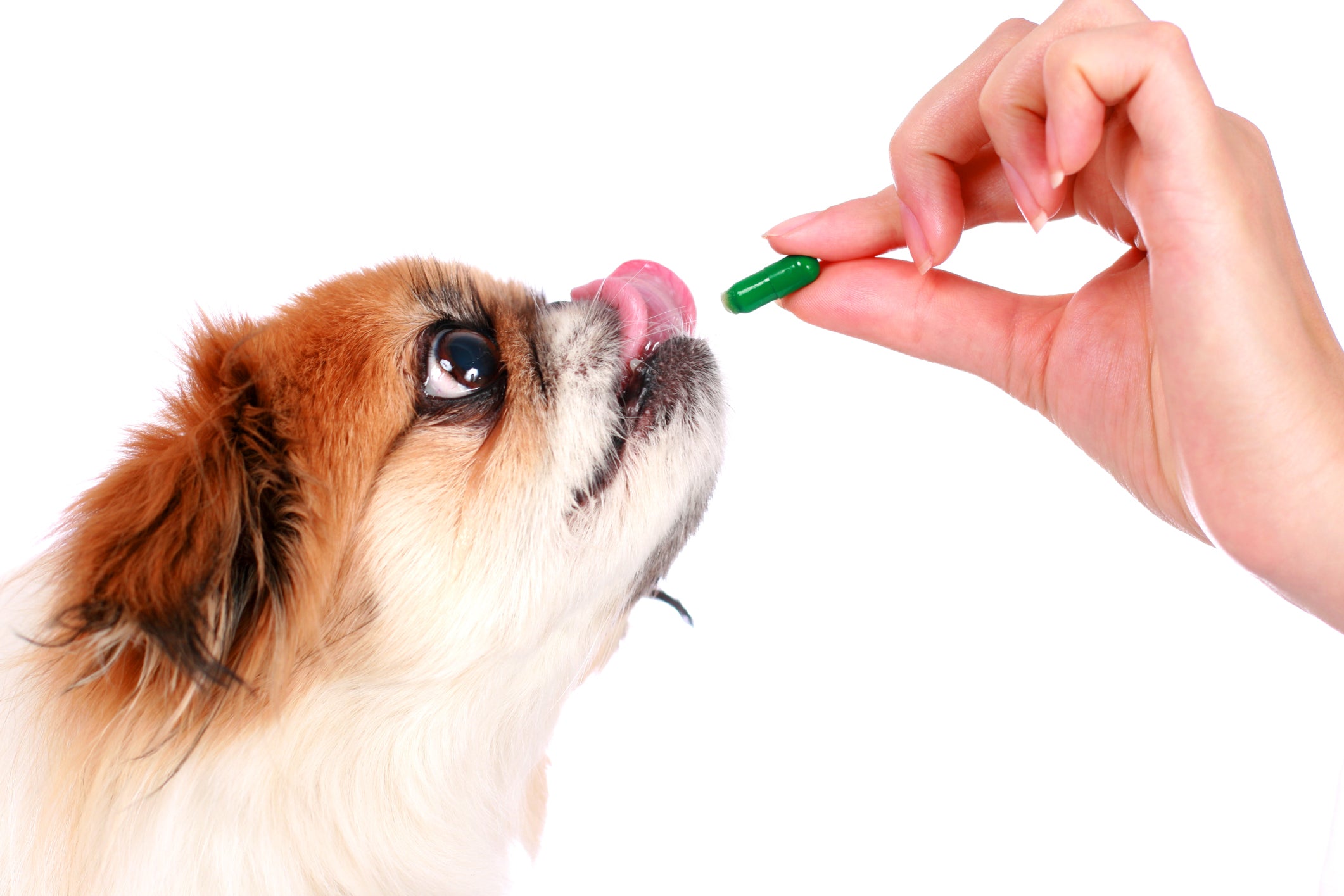 Easy Ways to Give Medication to Your Dog