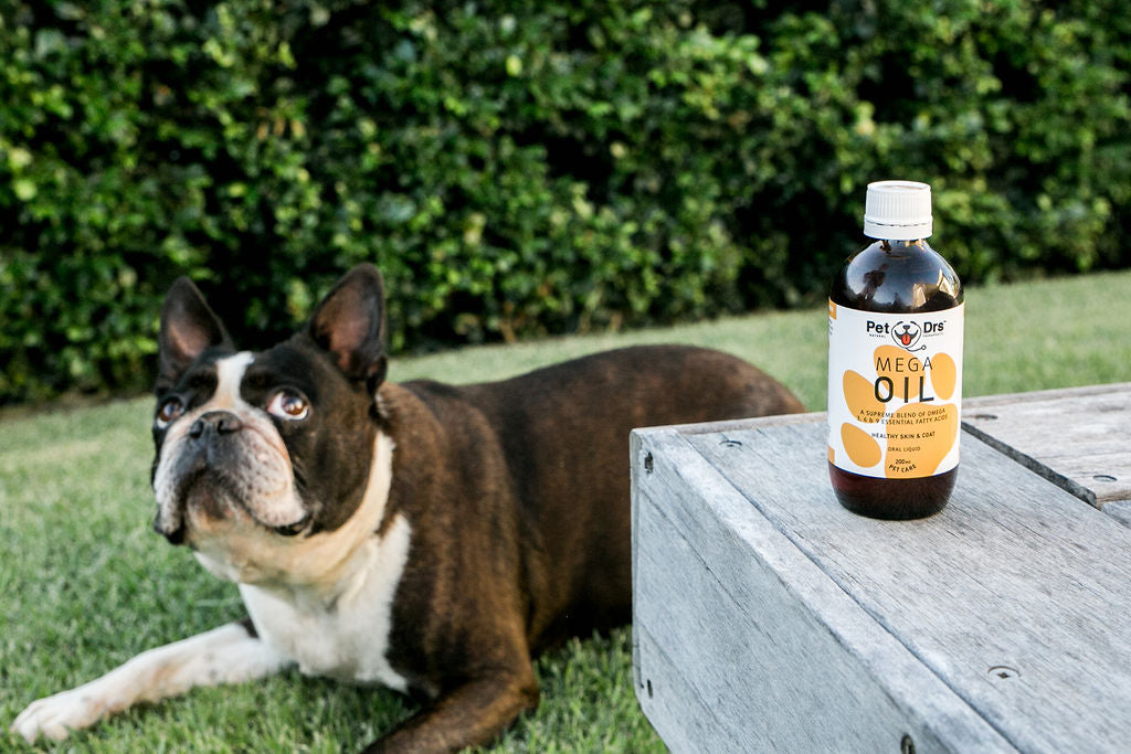 A dog poses with mega oil used for gut repair and anti inflammatory properties 