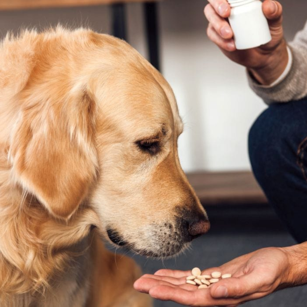 The Benefits of Prebiotics and Probiotics for Dogs & Cats