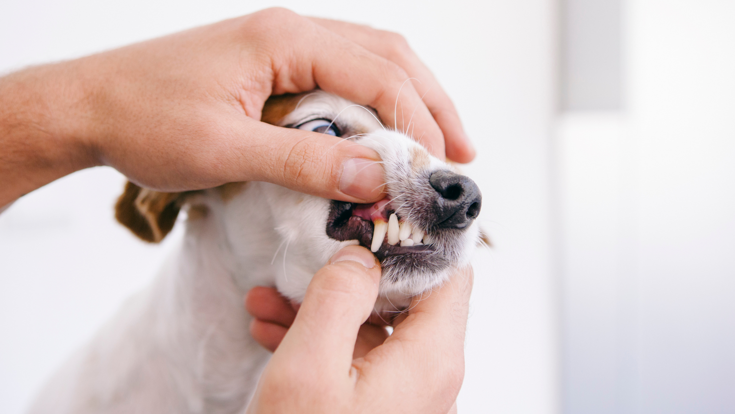 Your Pet’s Dental Health Guide