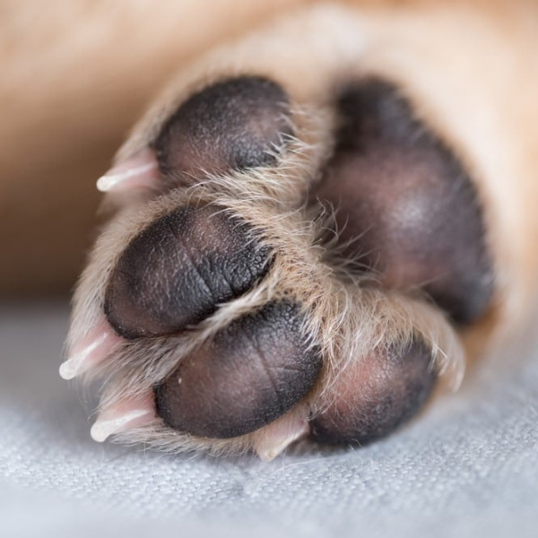 5 Tips to Keep Your Pets Paws in Good Condition