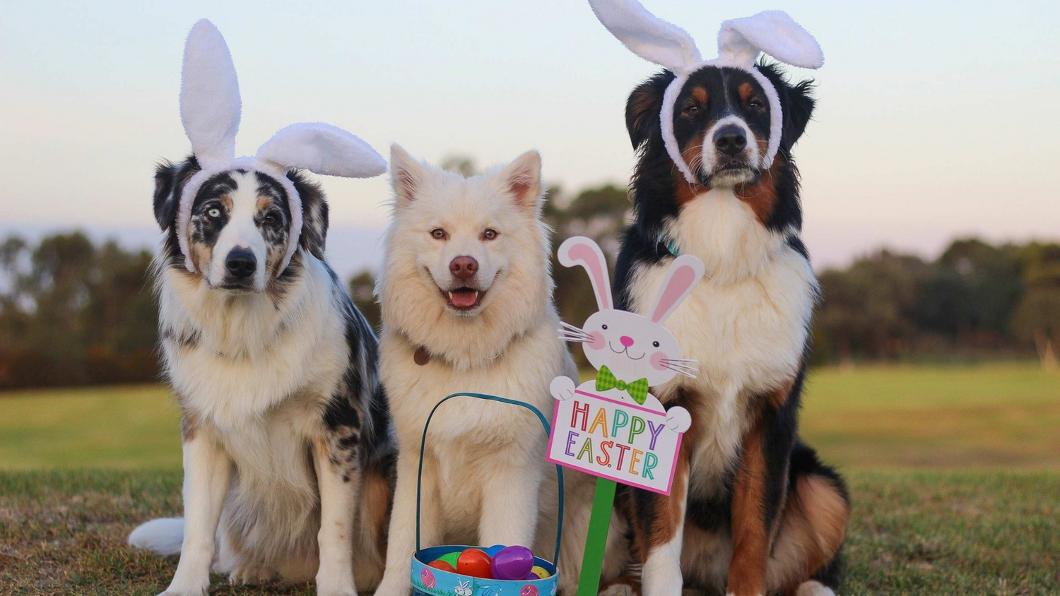 Tips To Keep Your Pets Safe During the Easter Festivities