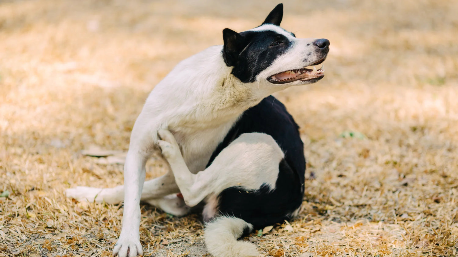 Why Do Our Dogs Get Itchy? 