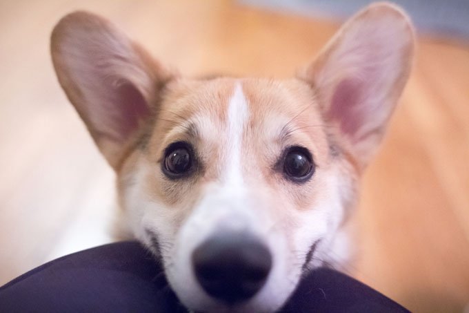 How To Care For Your Dog's Ears