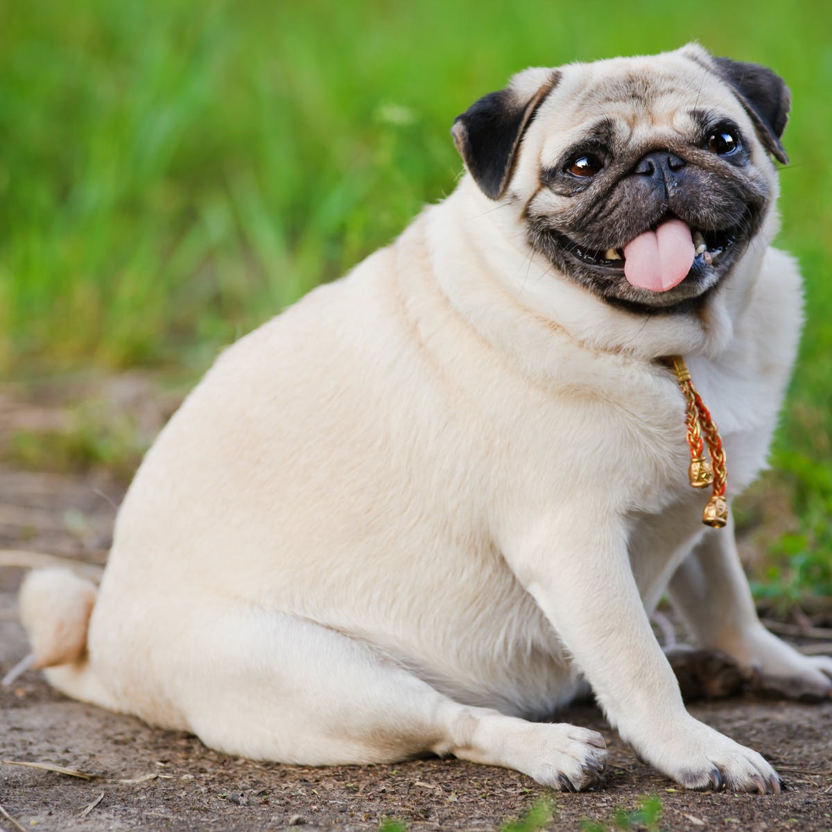 The Skinny on Dog Obesity