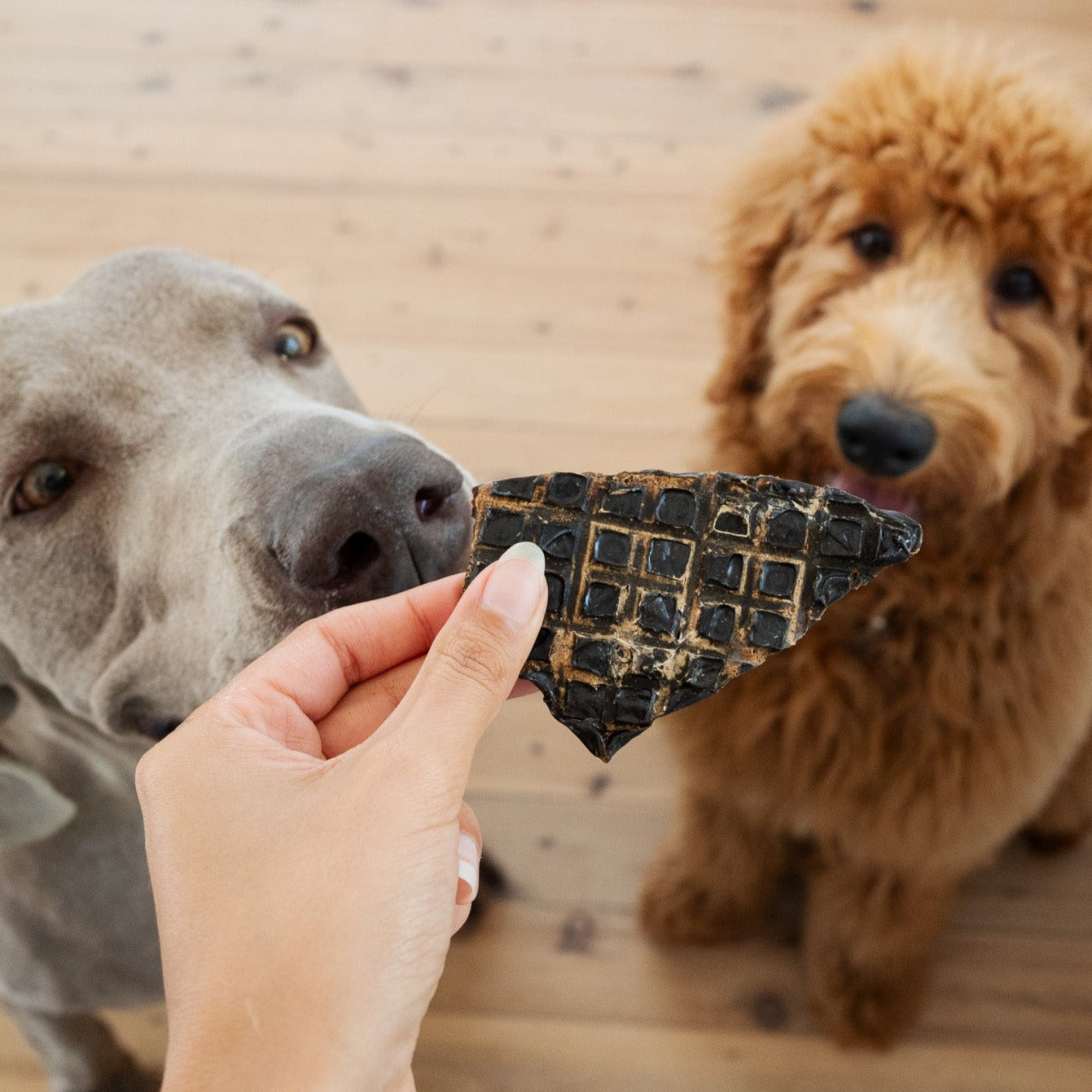 Treat Bundle for Sensitive Dogs